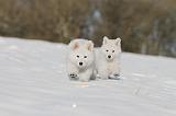 BERGER BLANC - PUPPIES 041